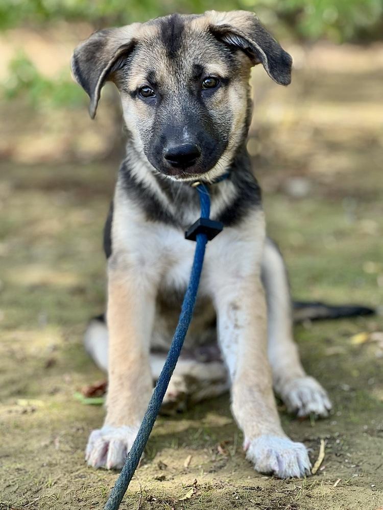 Enlarge Three Guys: Bear, a Adopted mixed breed in Dallas, TX image 5/5