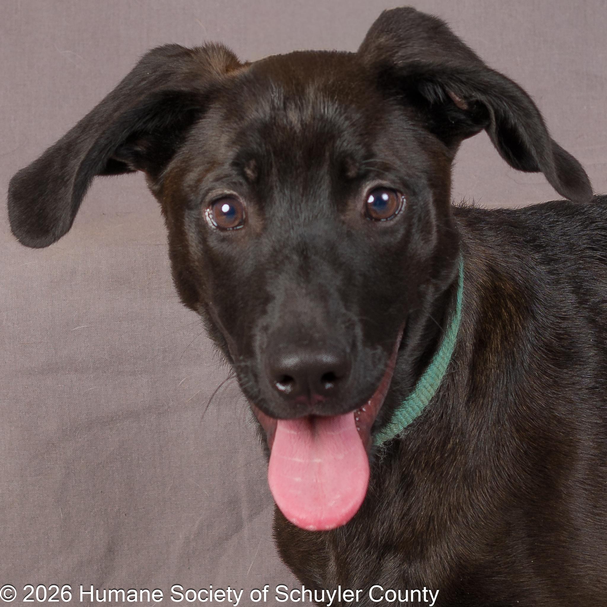 Enlarge satellite, a ADOPTABLE mixed breed in Montour Falls, NY image 1/4