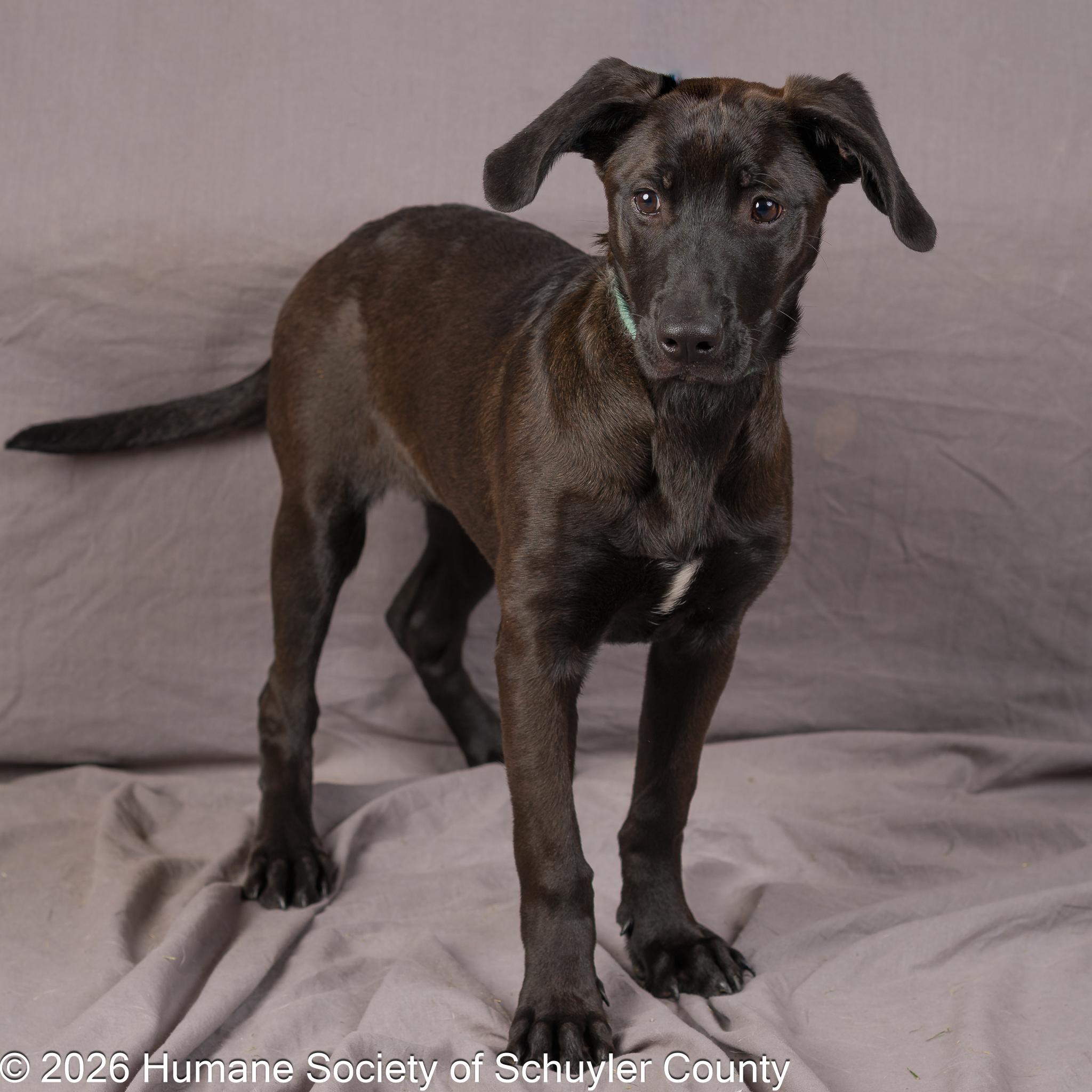 Enlarge satellite, a ADOPTABLE mixed breed in Montour Falls, NY image 4/4