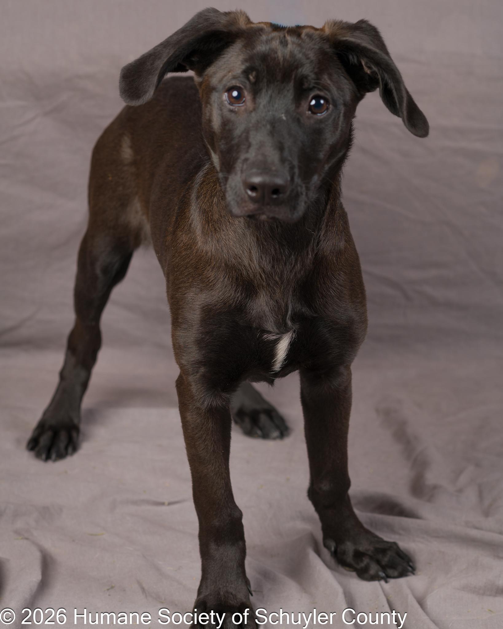 Enlarge satellite, a ADOPTABLE mixed breed in Montour Falls, NY image 3/4