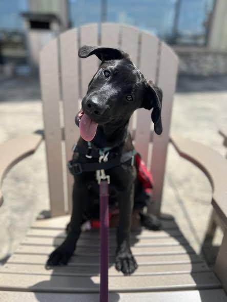 Enlarge satellite, a ADOPTABLE mixed breed in Montour Falls, NY image 2/4