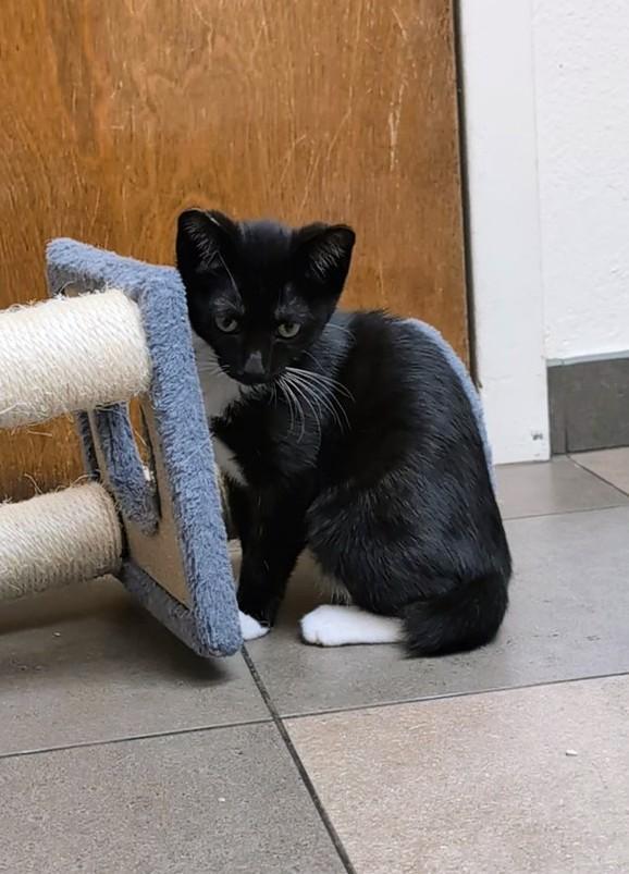 Daphne, Adoptable, Kitten Female Domestic Short Hair.