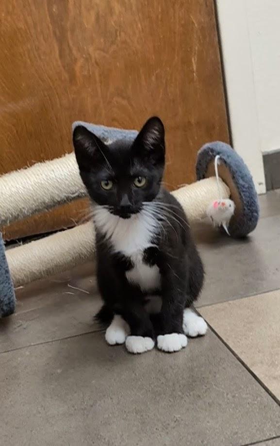 Daphne, a Adoptable Domestic Short Hair in Santa Rosa, CA image 2/2