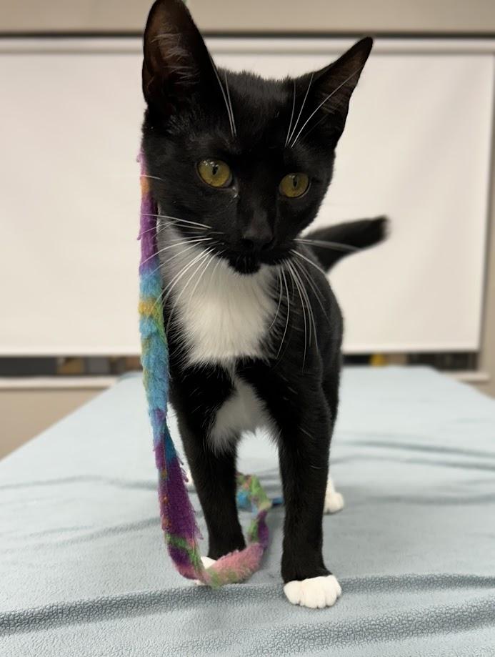 Enlarge Daphne, a Adoptable Domestic Short Hair in Santa Rosa, CA image 4/6