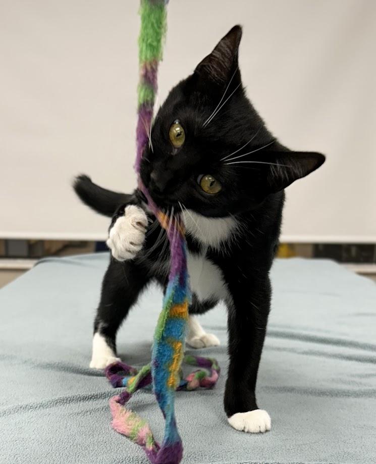 Enlarge Daphne, a Adoptable Domestic Short Hair in Santa Rosa, CA image 3/6