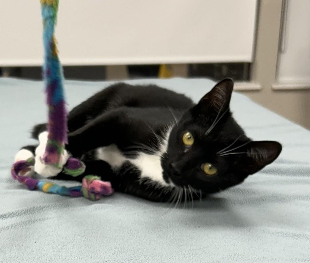 Enlarge Daphne, a Adoptable Domestic Short Hair in Santa Rosa, CA image 1/6