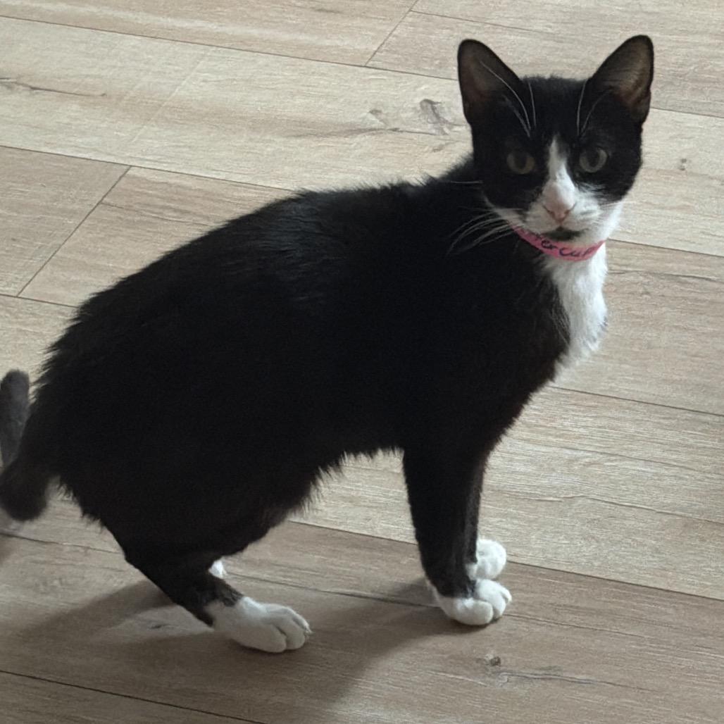 Buttercup, a Adoptable Domestic Short Hair in Newberg, OR image 1/3