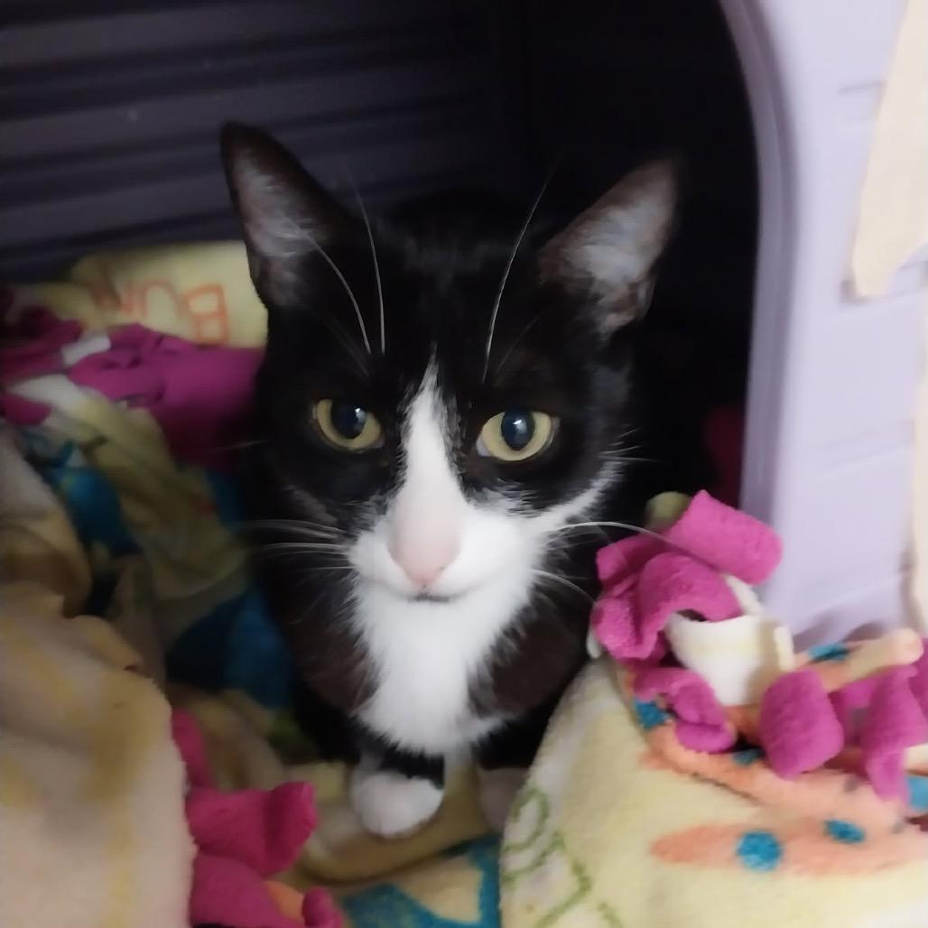 Buttercup, Adoptable, Adult Female Domestic Short Hair.