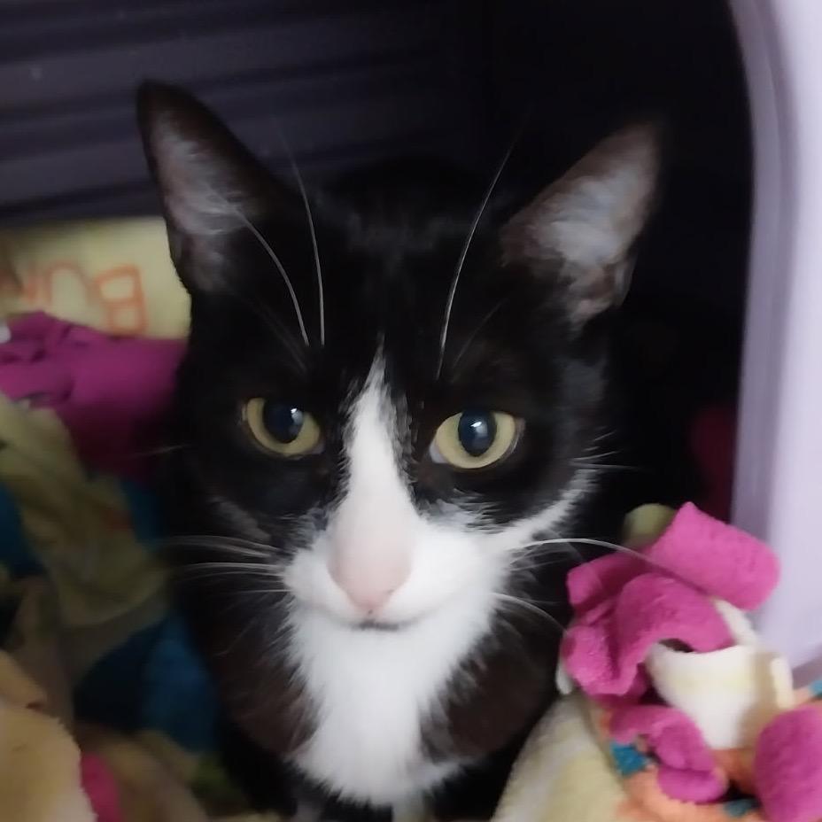 Enlarge Buttercup, a Adoptable Domestic Short Hair in Newberg, OR image 2/2