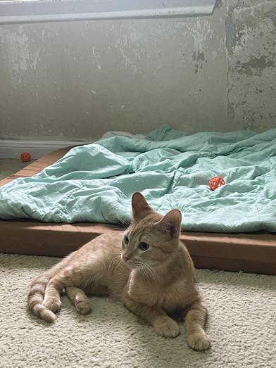 Nugget — thumbnail 2