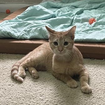 Nugget — thumbnail 3