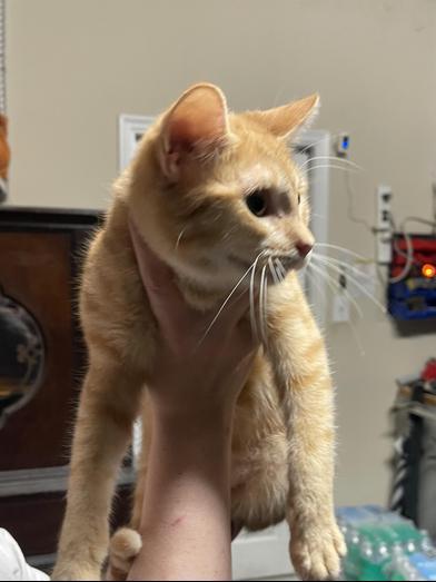 Nugget — thumbnail 4