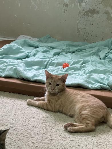 Nugget — thumbnail 6