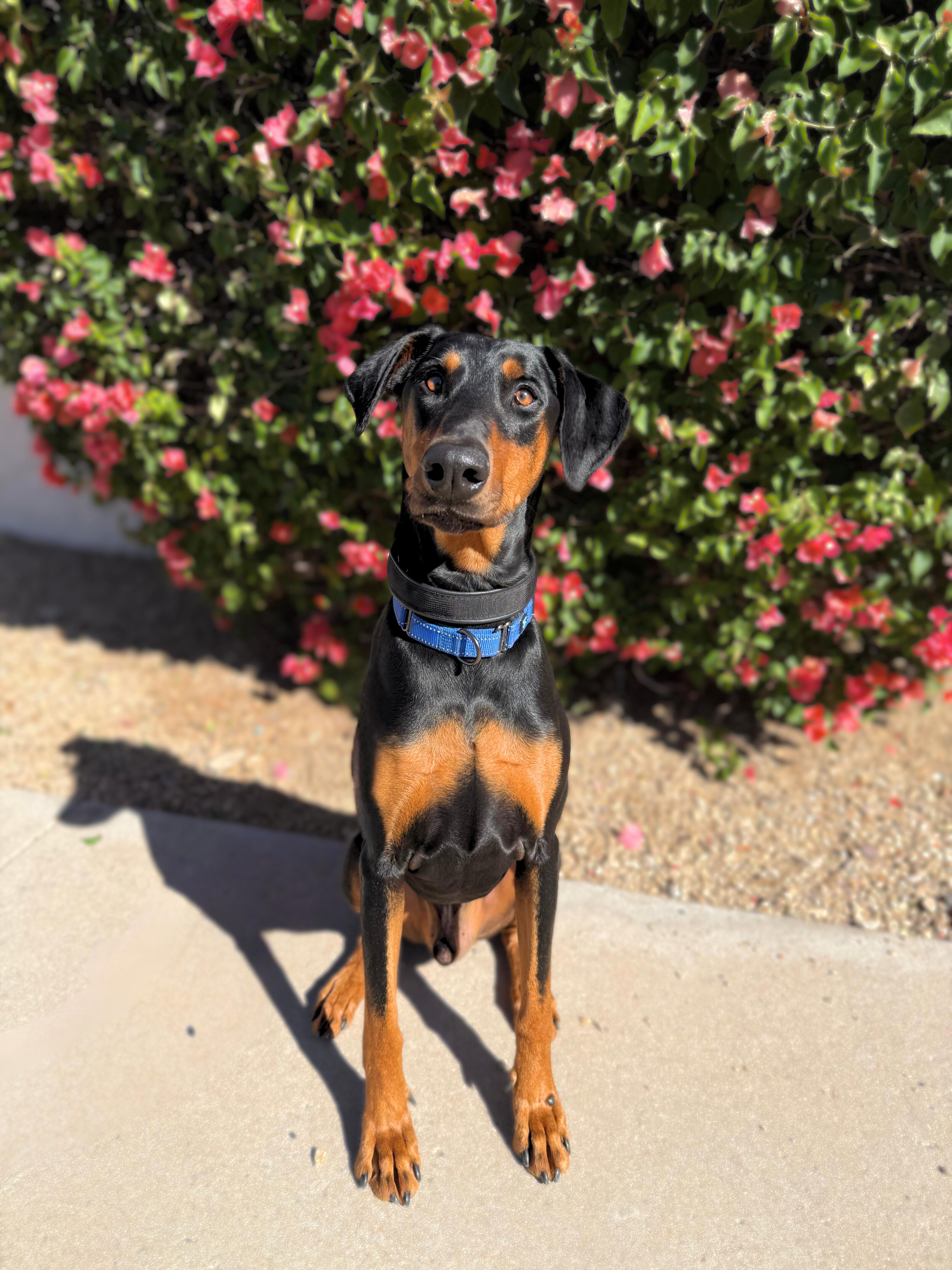 Enlarge Chief, a ADOPTABLE Doberman Pinscher in Scottsdale, AZ image 4/5