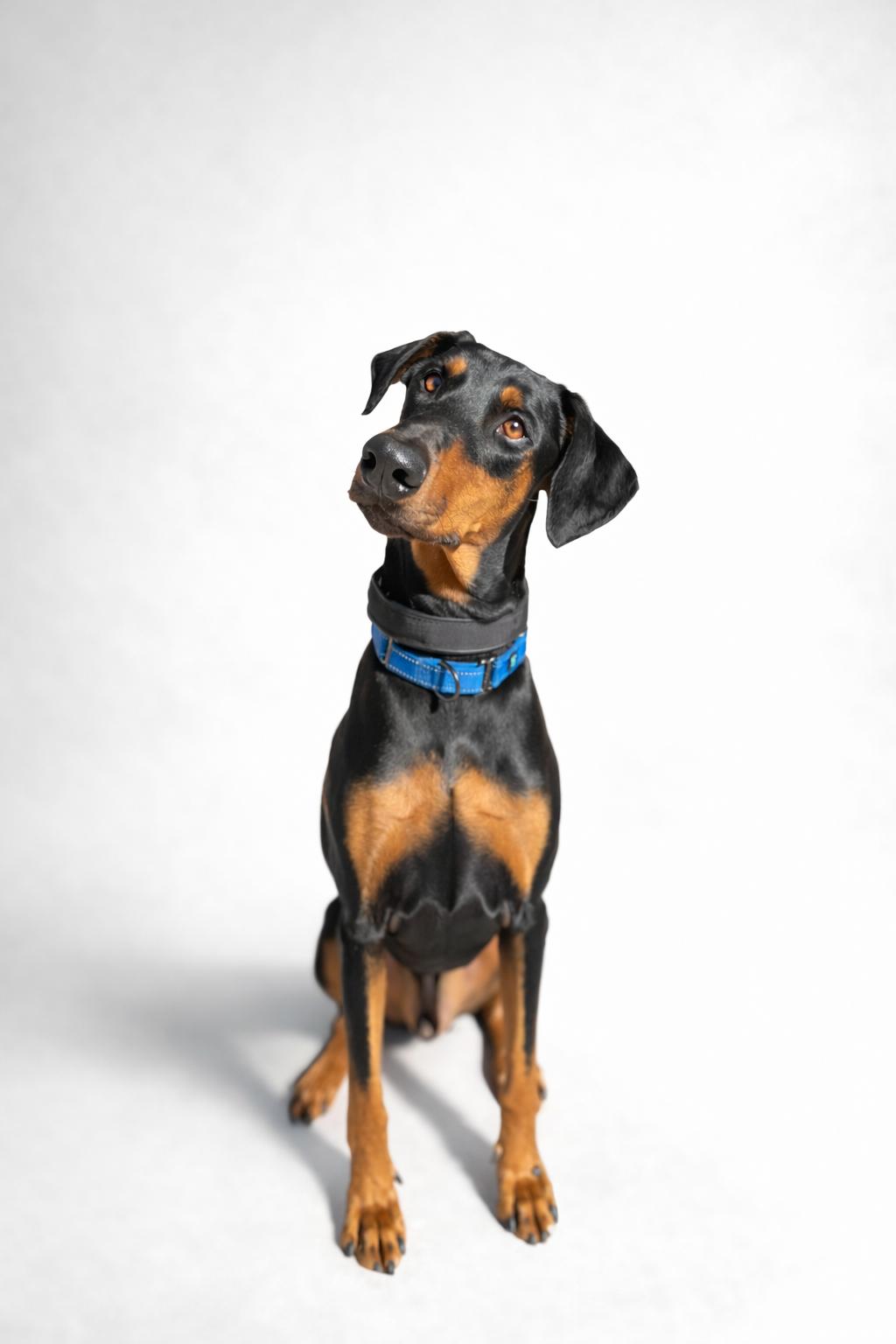 Enlarge Chief, a ADOPTABLE Doberman Pinscher in Scottsdale, AZ image 1/5