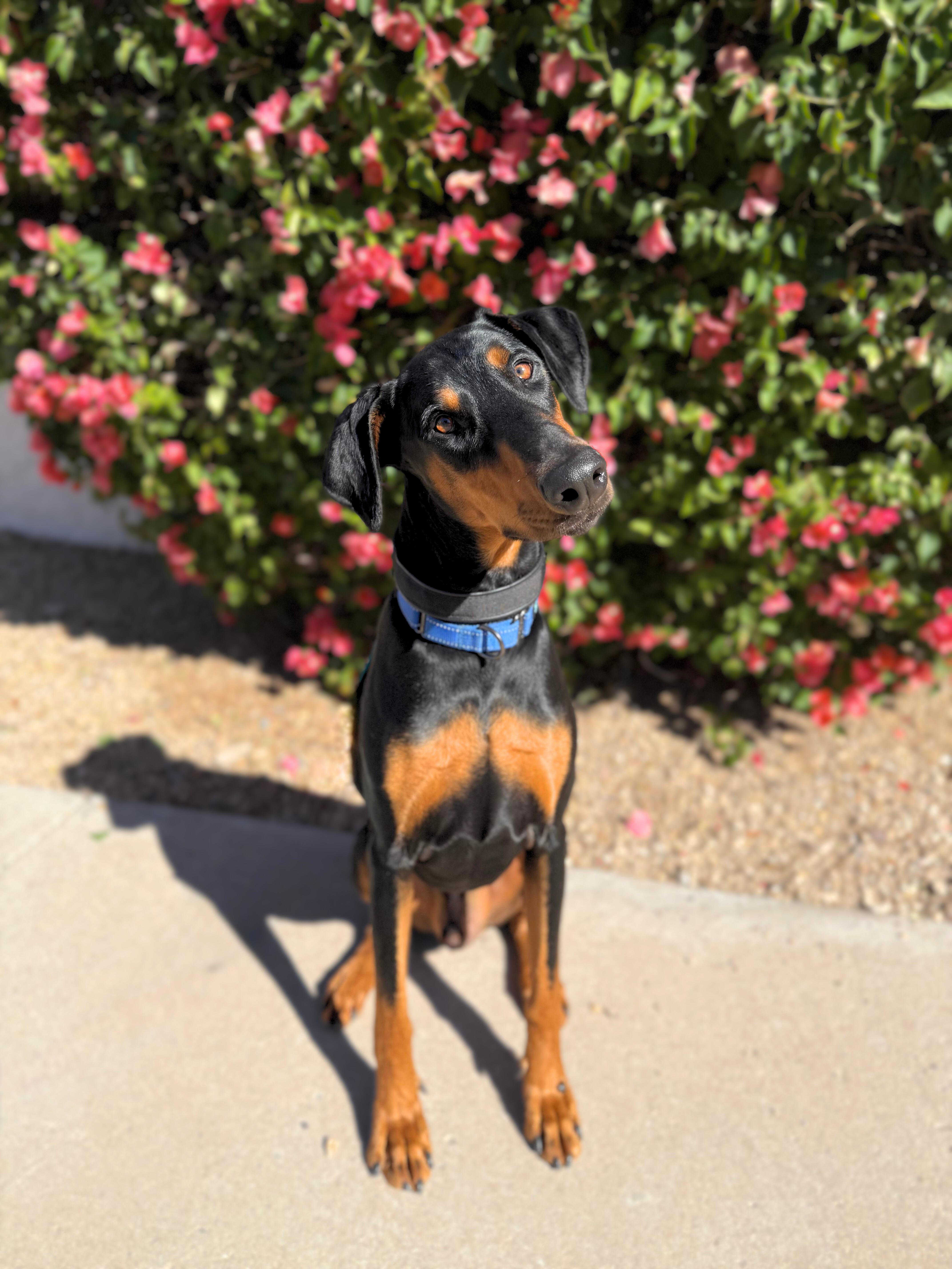 Enlarge Chief, a ADOPTABLE Doberman Pinscher in Scottsdale, AZ image 3/5