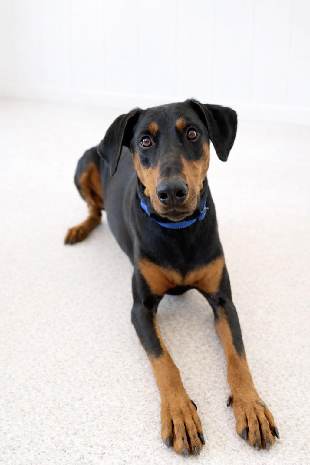 Enlarge Chief, a ADOPTABLE Doberman Pinscher in Scottsdale, AZ image 2/5