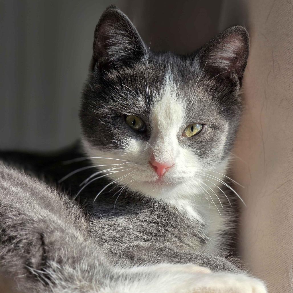 Eugene, Adoptable, Kitten Male Domestic Short Hair.