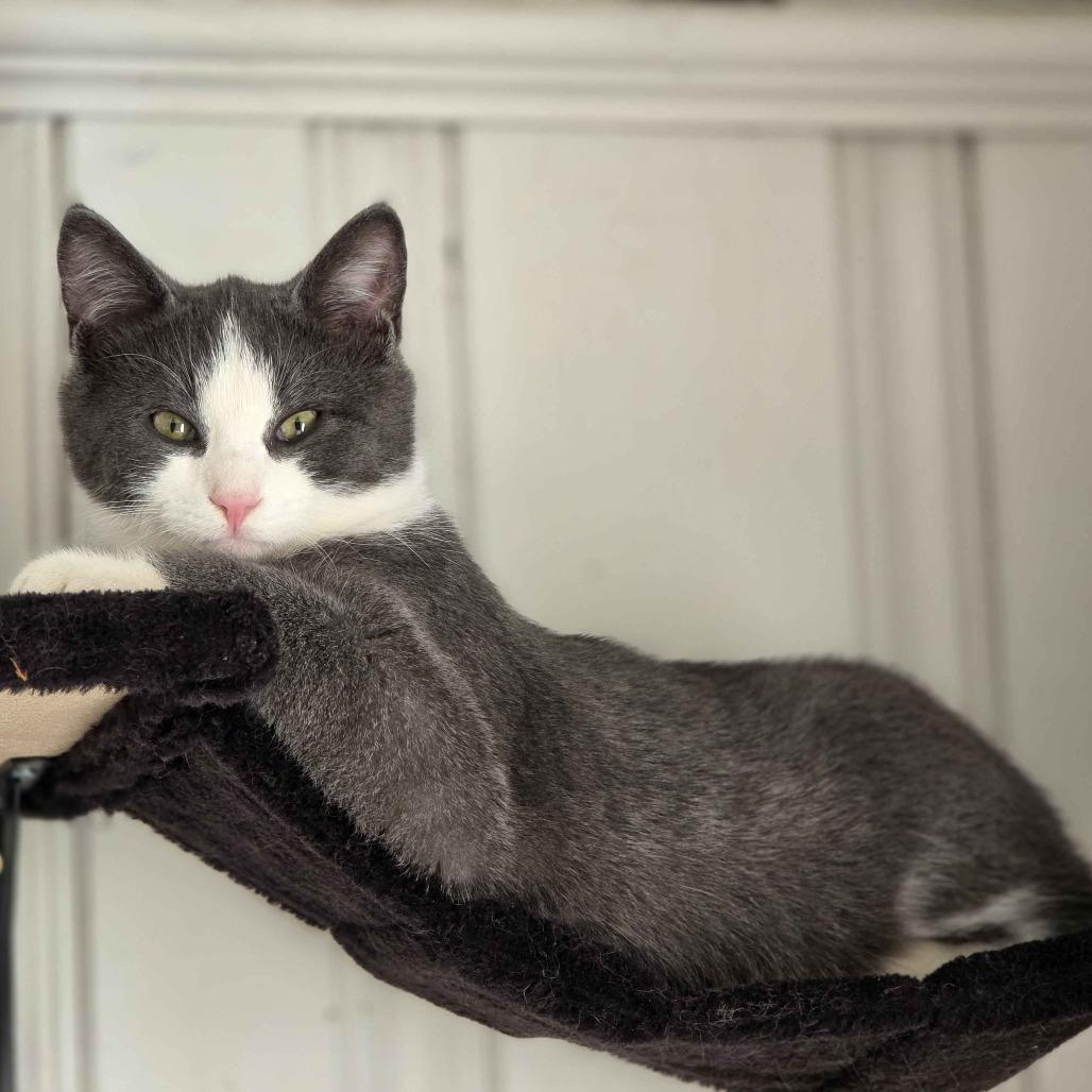 Enlarge Eugene, a Adoptable Domestic Short Hair in Delaware, OH image 2/3