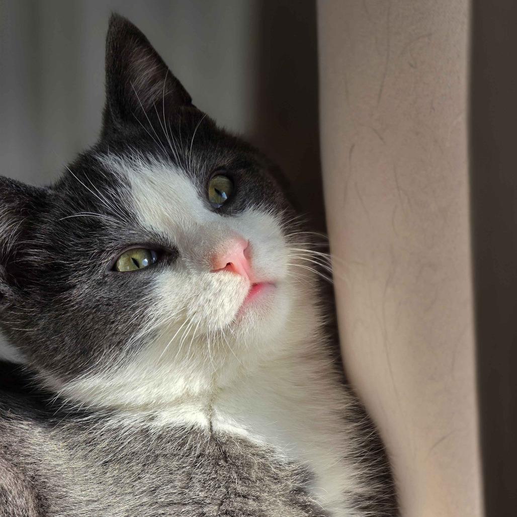 Enlarge Eugene, a Adoptable Domestic Short Hair in Delaware, OH image 3/3