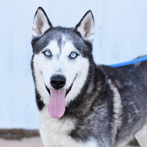 Enlarge Morris, a Adoptable mixed breed in Washington, WA image 2/4