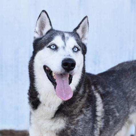 Enlarge Morris, a Adoptable mixed breed in Washington, WA image 1/4