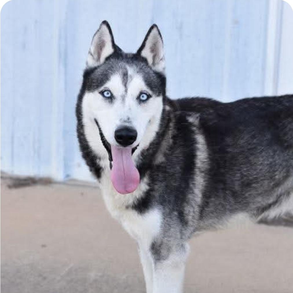 Enlarge Morris, a Adoptable mixed breed in Washington, WA image 3/4