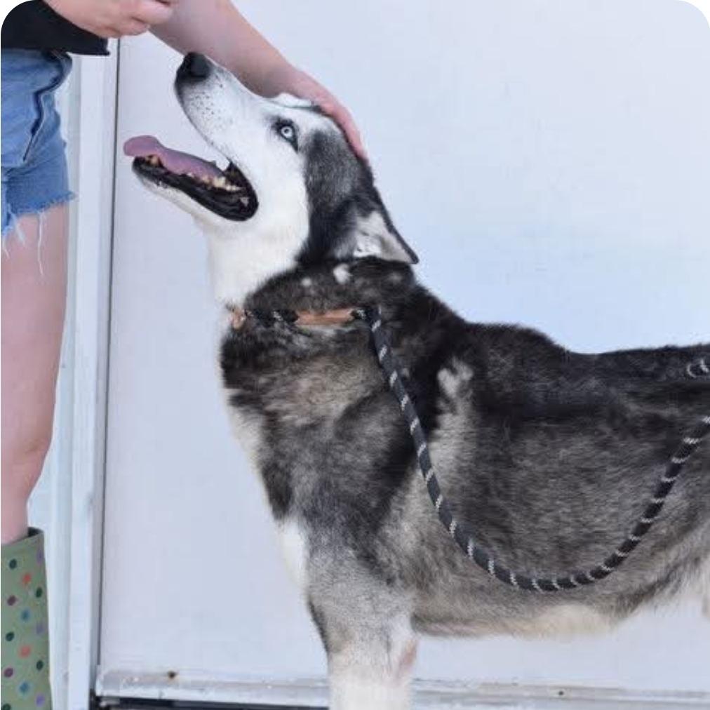 Enlarge Morris, a Adoptable mixed breed in Washington, WA image 4/4