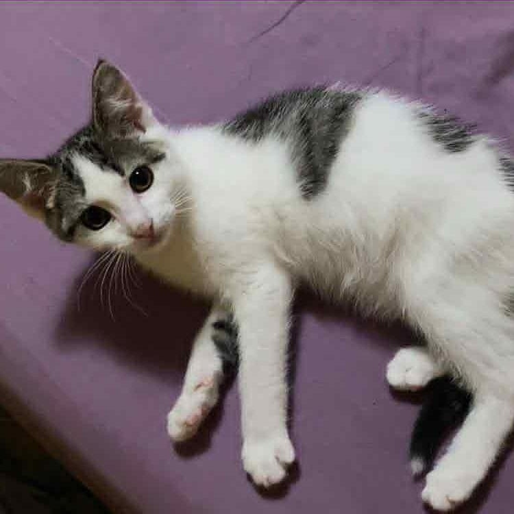 Enlarge Spork, an adopted Domestic Short Hair in Martinsville, IN image 1/1