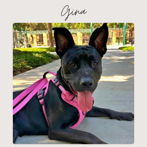 Enlarge GINA, a Adoptable mixed breed in San Juan Capistrano, CA image 1/5