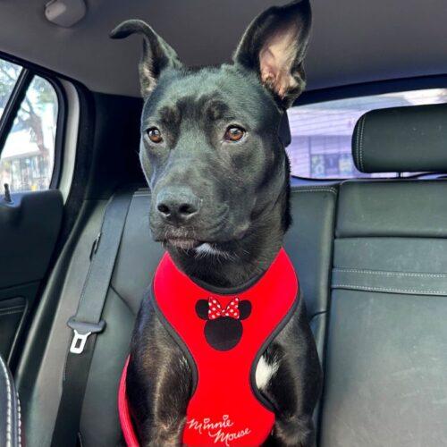 Enlarge GINA, a Adoptable mixed breed in San Juan Capistrano, CA image 2/5