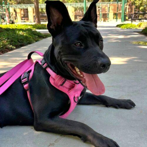 GINA, Adoptable, Young Female Mixed Breed.