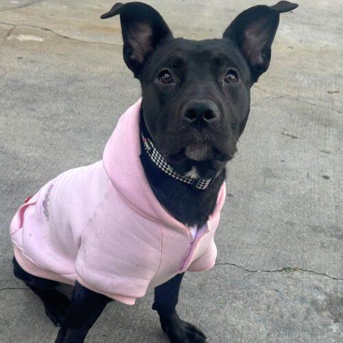 Enlarge GINA, a Adoptable mixed breed in San Juan Capistrano, CA image 4/5