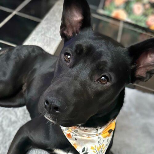 Enlarge GINA, a Adoptable mixed breed in San Juan Capistrano, CA image 5/5