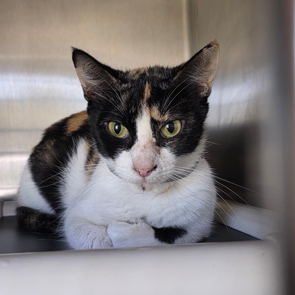 Aly, Adoptable, Young Female Domestic Short Hair.