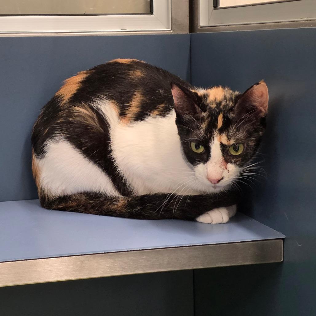 Enlarge Aly, a Adoptable Domestic Short Hair in Sand Springs, OK image 2/2