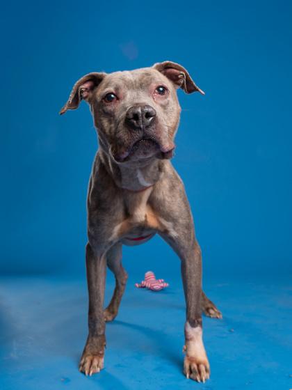 Bruno — thumbnail 2