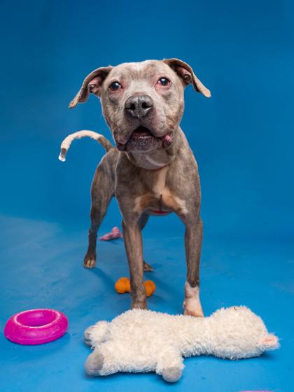 Bruno — thumbnail 3