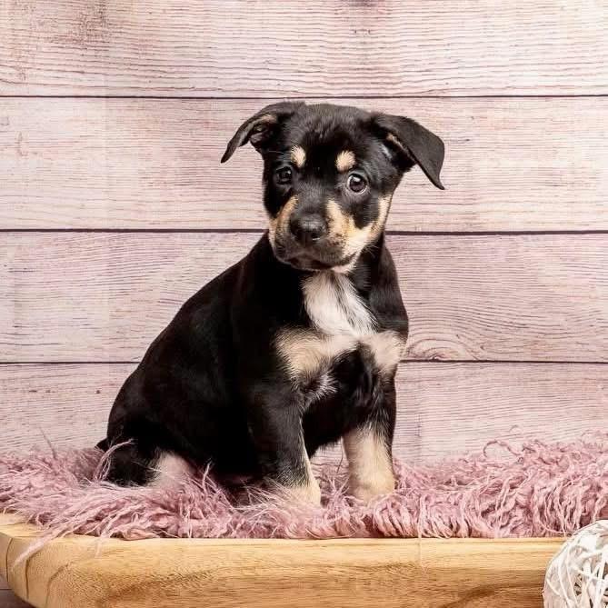 Superman, Adoptable, Puppy Male Mixed Breed.