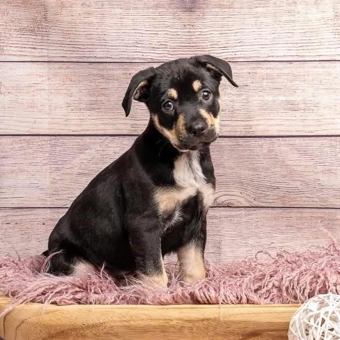 Superman, a Adoptable Mixed Breed in Smyrna, GA image 2/6