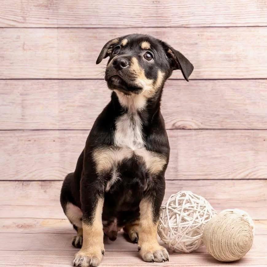 Superman, a Adoptable Mixed Breed in Smyrna, GA image 3/6