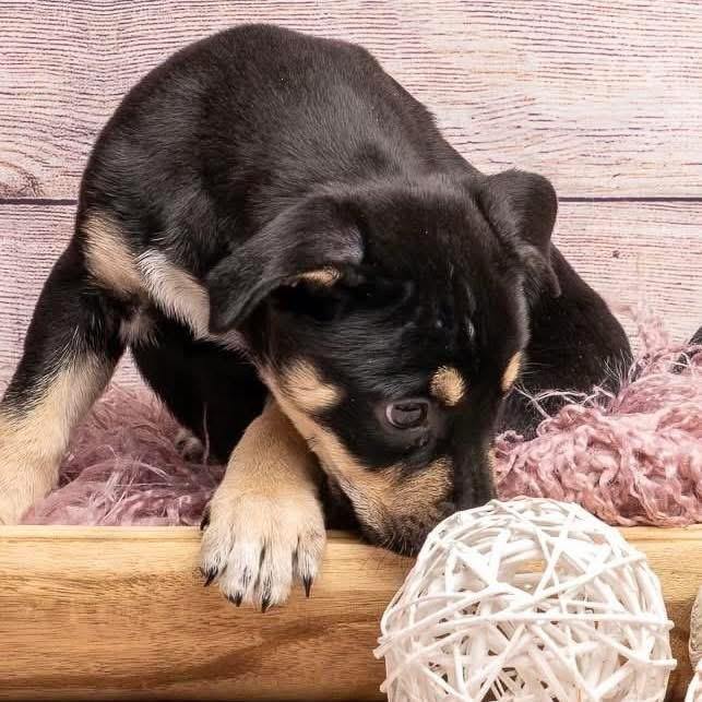 Superman, a Adoptable Mixed Breed in Smyrna, GA image 4/6