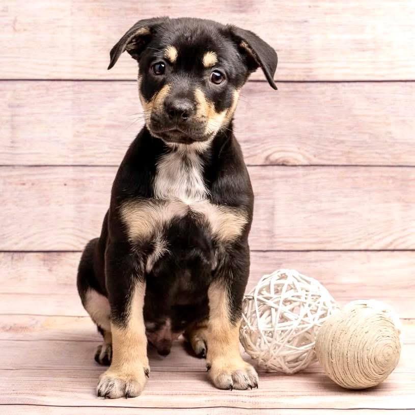 Superman, a Adoptable Mixed Breed in Smyrna, GA image 5/6