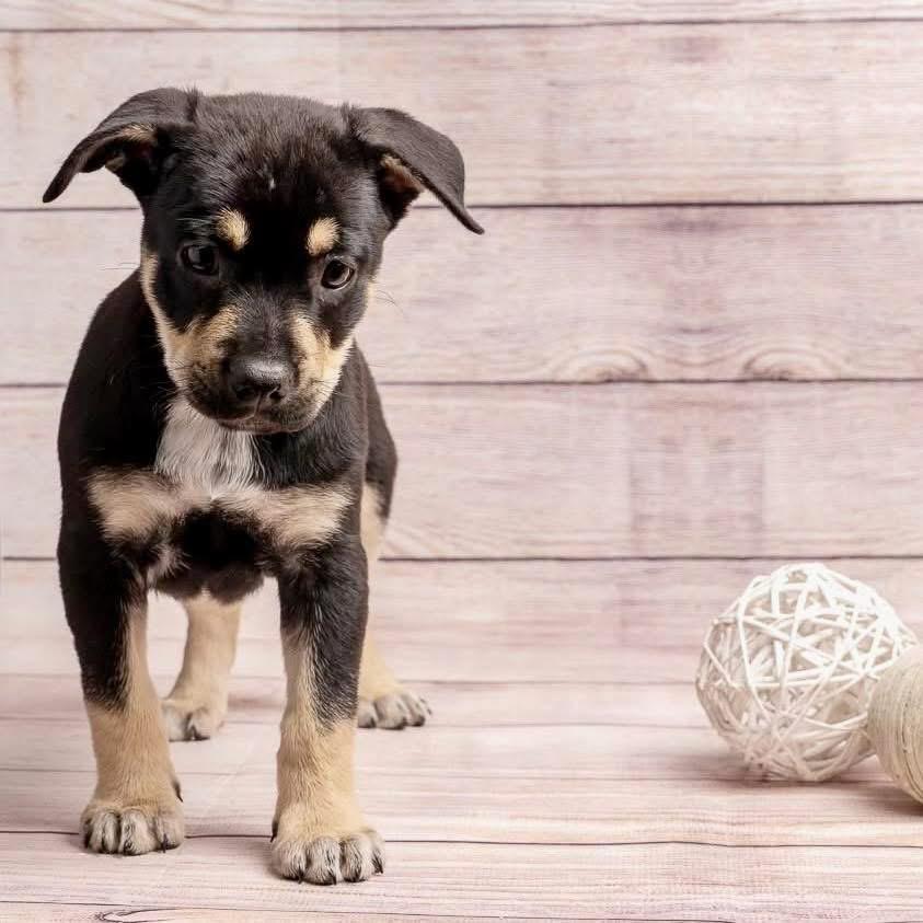 Superman, a Adoptable Mixed Breed in Smyrna, GA image 6/6