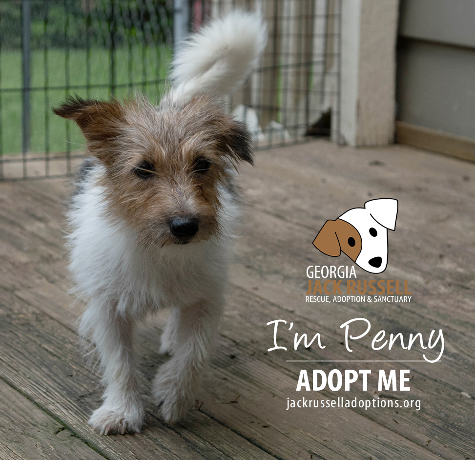 Penny, Adopted, Adult Female Jack Russell Terrier.