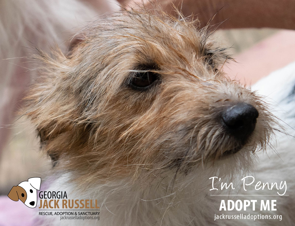 Enlarge Penny, a Adopted Jack Russell Terrier in Conyers, GA image 2/3