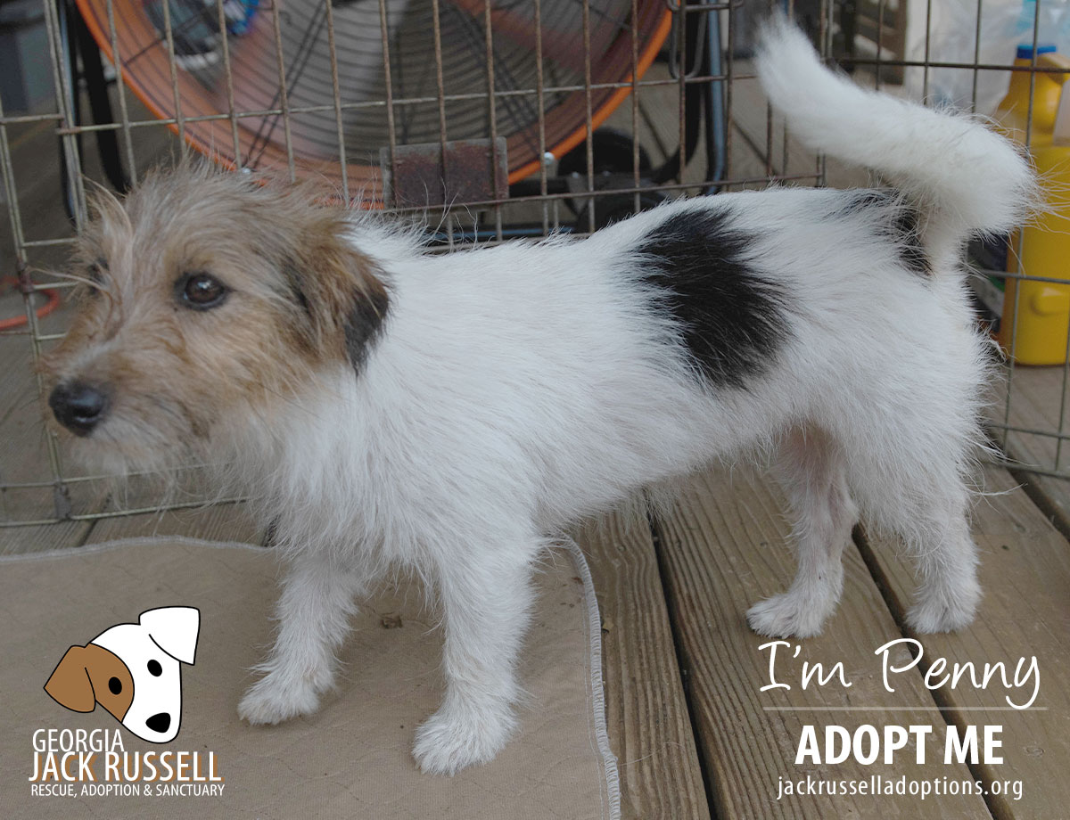 Enlarge Penny, a Adopted Jack Russell Terrier in Conyers, GA image 3/3