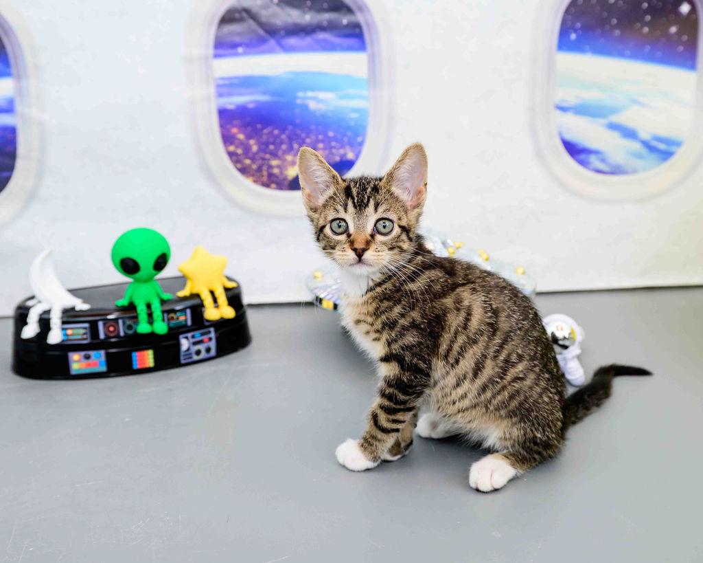 Aurora, a ADOPTABLE Domestic Short Hair in Jefferson, LA image 3/3