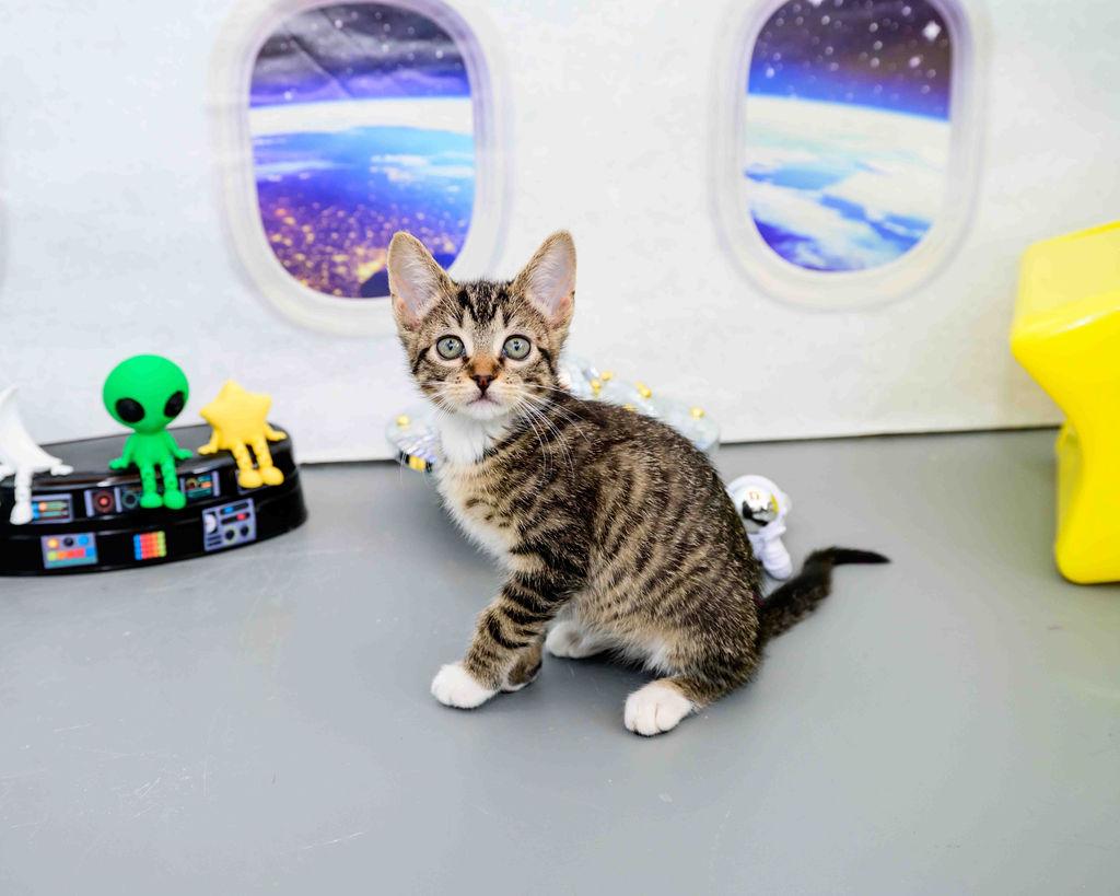 Aurora, ADOPTABLE, Kitten Female Domestic Short Hair.