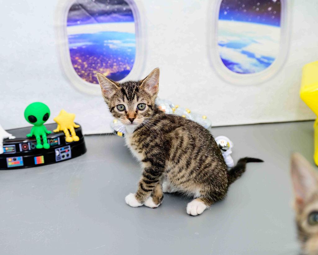 Aurora, a ADOPTABLE Domestic Short Hair in Jefferson, LA image 2/3